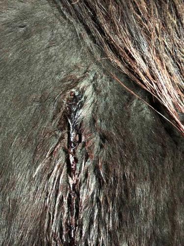 Graphic Horse Abuse
