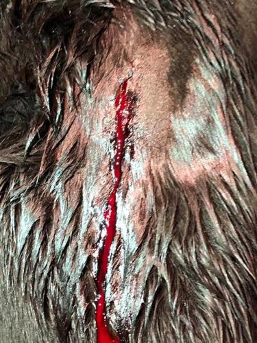 Graphic Horse Abuse