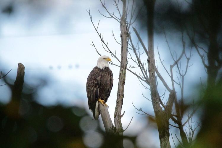 Bald eagle seen at GE Appliance Park