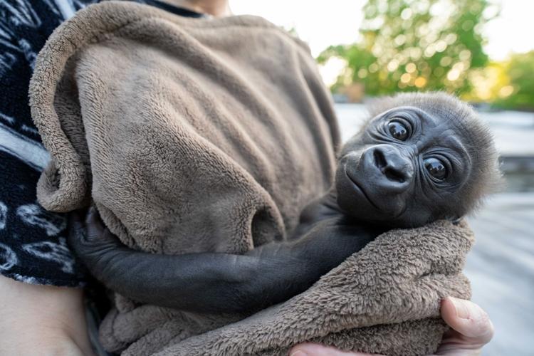 Abeo - Louisville Zoo fostering baby gorilla - Aug. 20, 2024 1