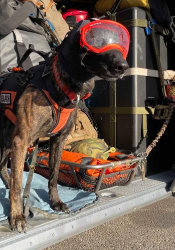 Kentucky Air National Guard Search and Rescue K-9 Callie in Plane Pic.jpg
