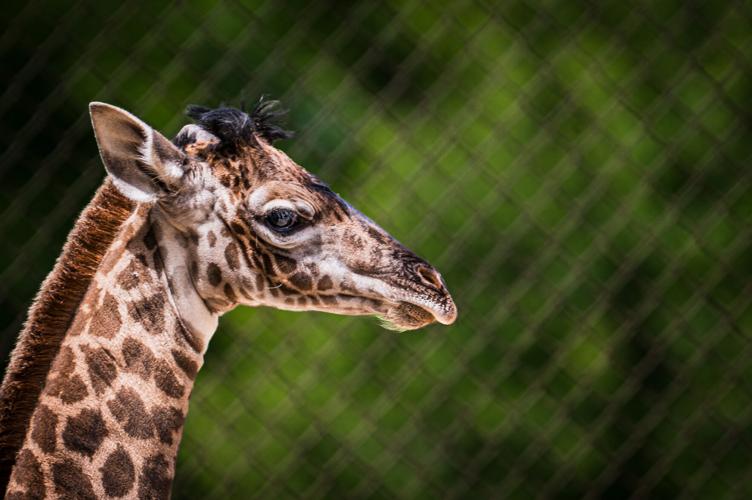 Louisville Zoo giraffe calf Silvia