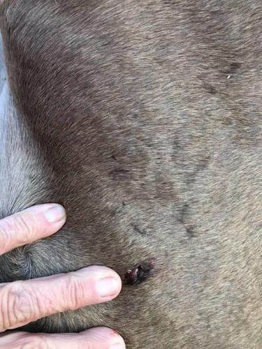 Graphic Horse Abuse