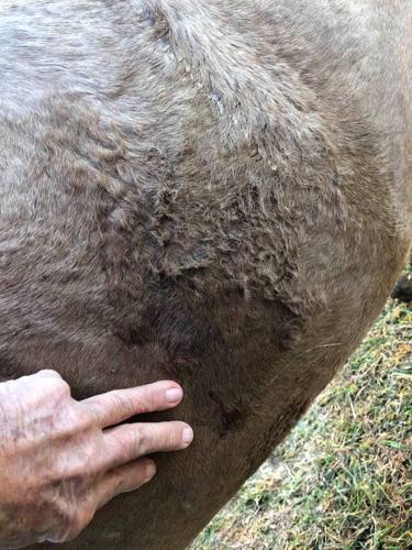 Graphic Horse Abuse