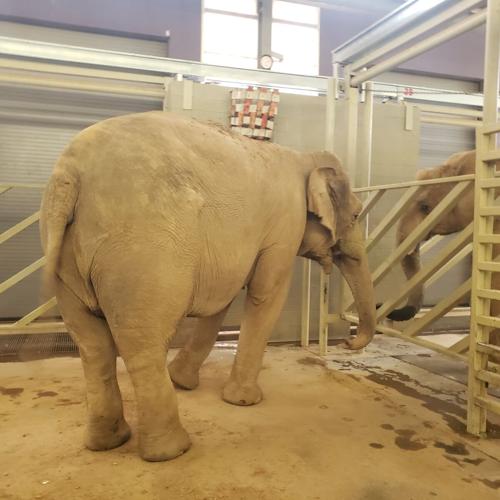 2025-06-04 Elephant (Mikki and Punch)3.JPEG