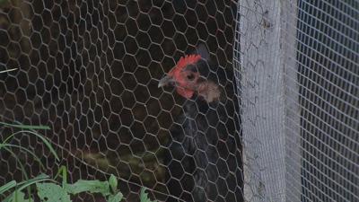Backyard chicken ban ruffles feathers in Mt. Washington