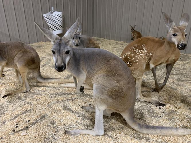 Wilstem Wildlife Park