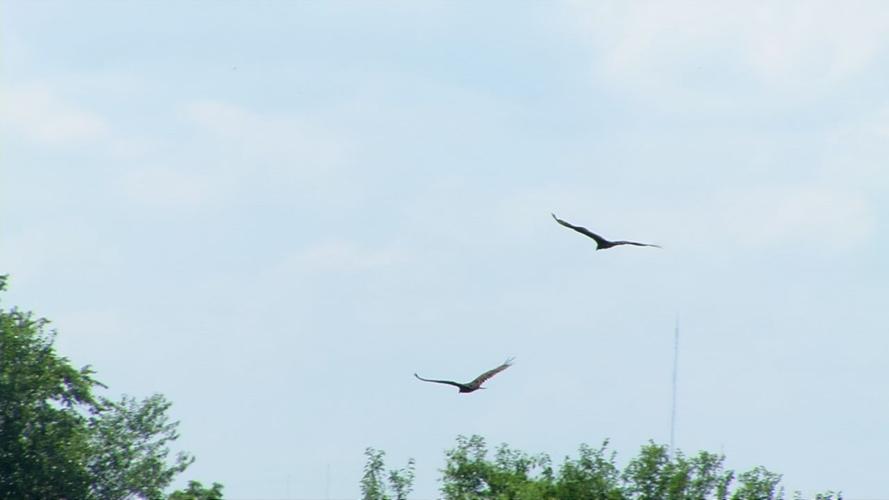 Vultures flying in southern Indiana