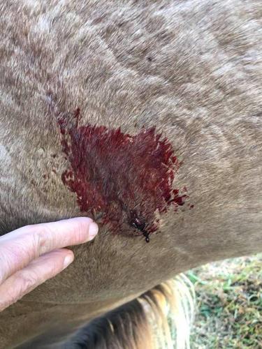 Graphic Horse Abuse