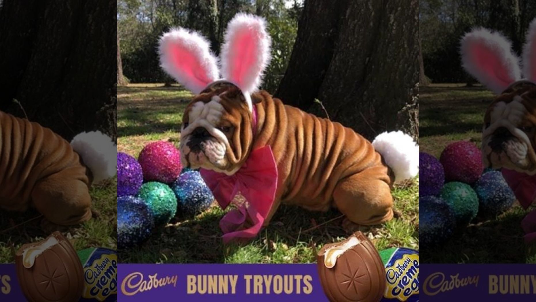 cadbury egg bulldog