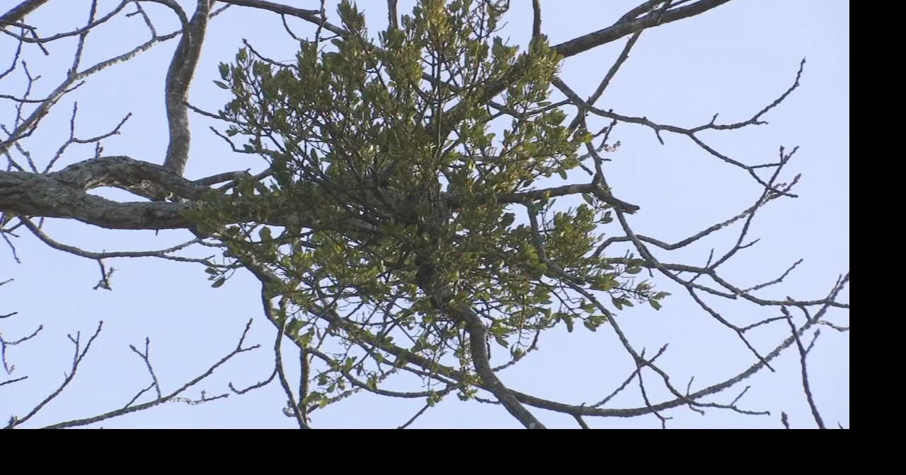 real mistletoe tree