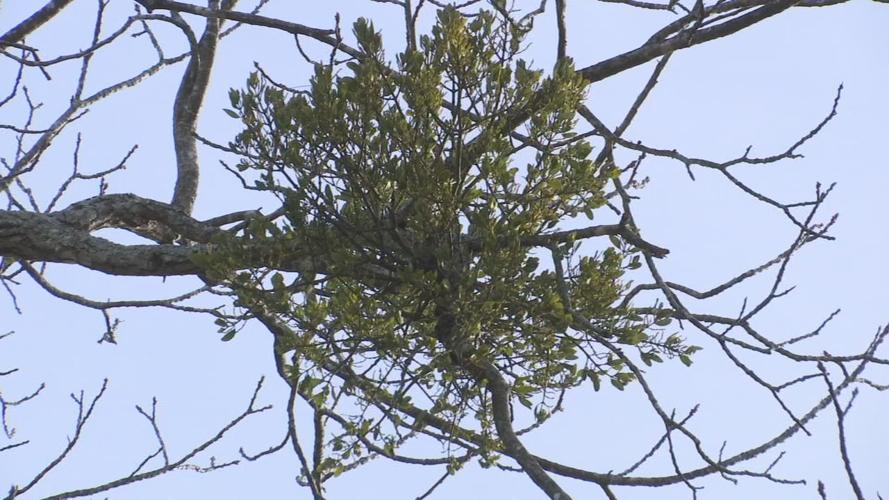 Mistletoe in tree in Bernheim Forest
