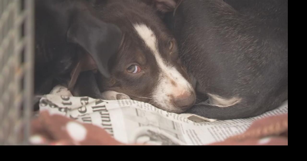 Programs offer help to ease financial burdens for southern Indiana pet owners