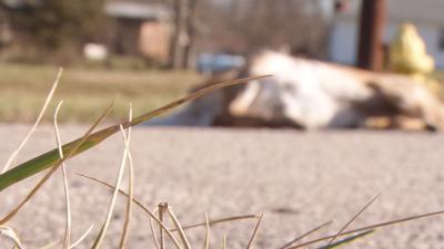 Southern Indiana drivers complain of animal carcasses left on roads