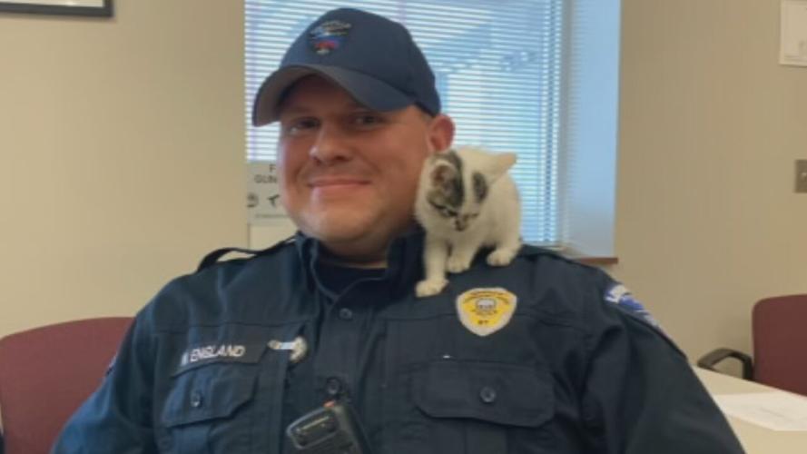 KITTEN RESCUED AT SDF .jpeg