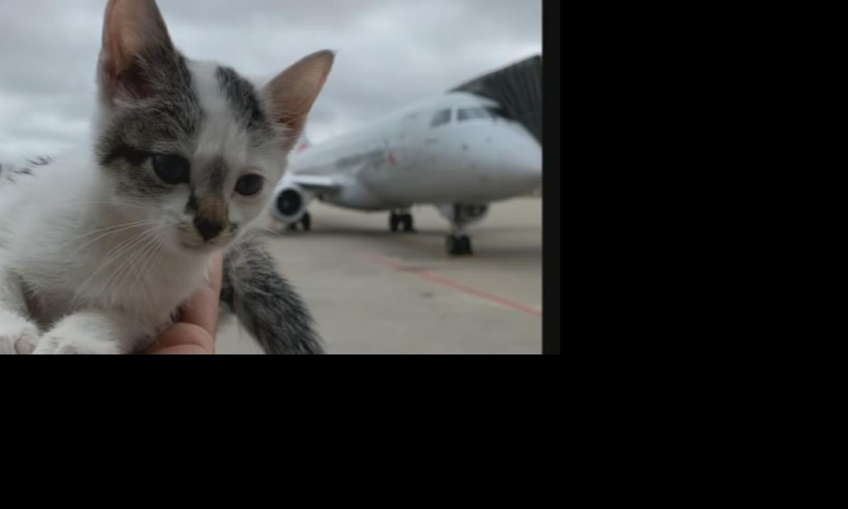 Kitten rescued at SDF.jpeg