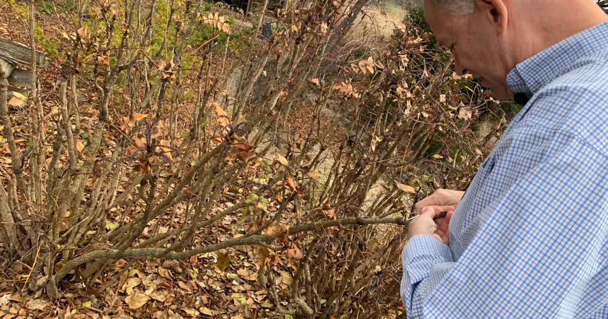 Experts offer gardening tips following an uncommon winter of bare evergreens, blooming flowers | News Experts offer gardening tips following an uncommon winter of bare evergreens, blooming flowers | News