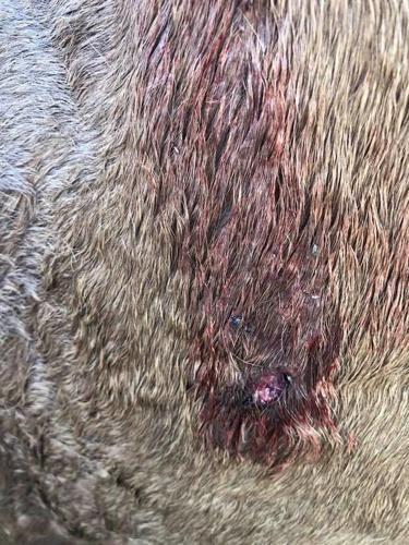 Graphic Horse Abuse