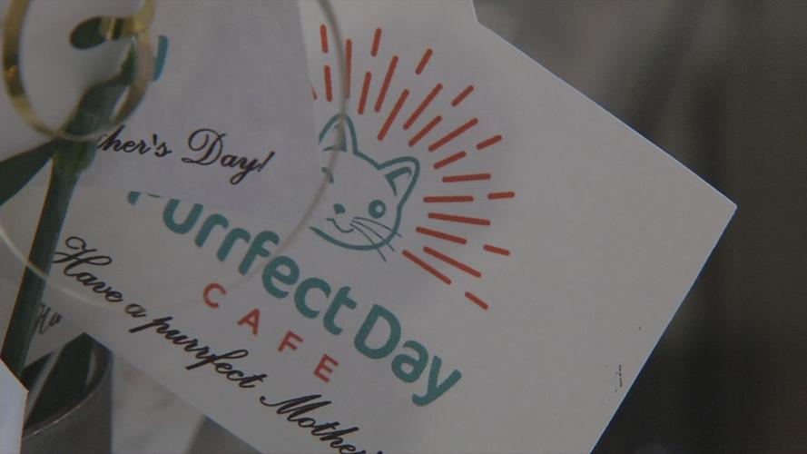 raw CAT CAFE MOTHER'S DAY PAPER 5-12-19.jpg