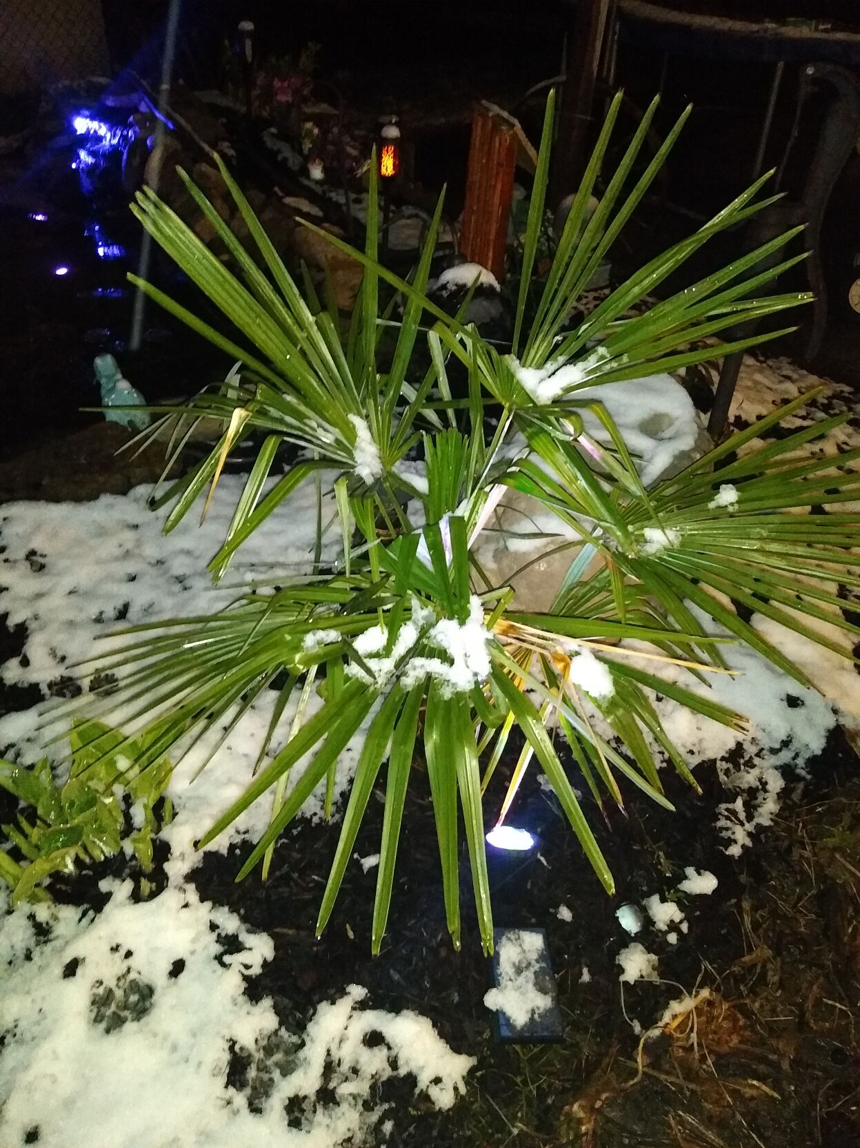 Palm Tree in Snow.jpg