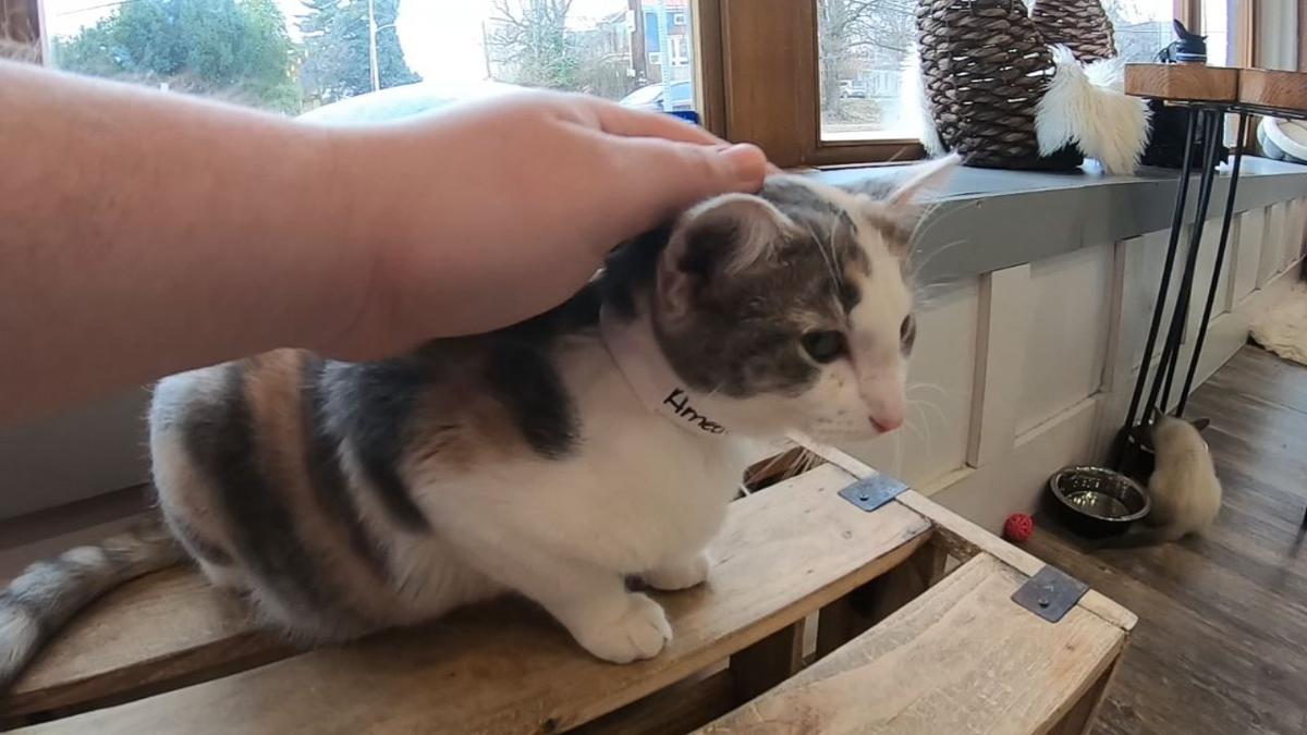 Louisville S Purrfect Day Cafe Helps More Than 2 000 Cats Get