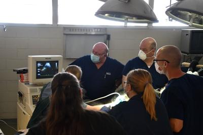 Gorilla check up.jpg