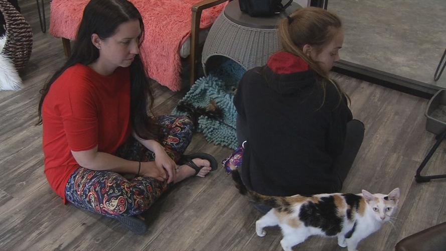 raw CAT CAFE MOTHER'S DAY PHOTOGENIC CAT 5-12-19.jpg