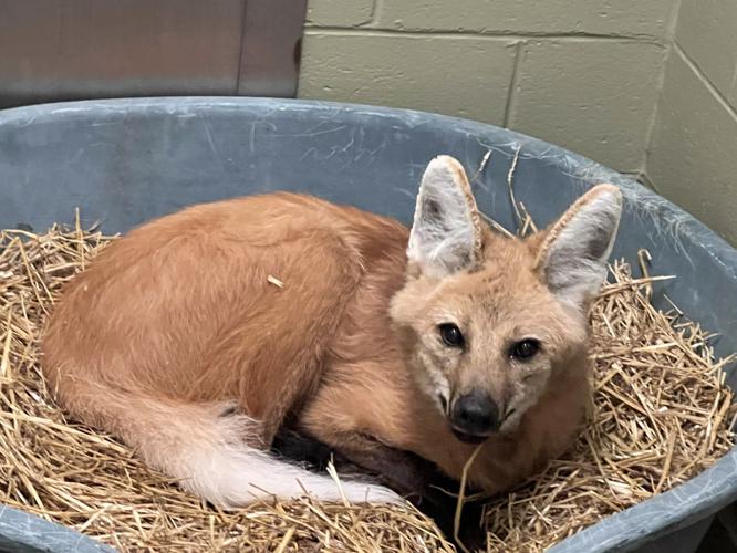 MANED WOLF JESSIE LOUISVILLE ZOO