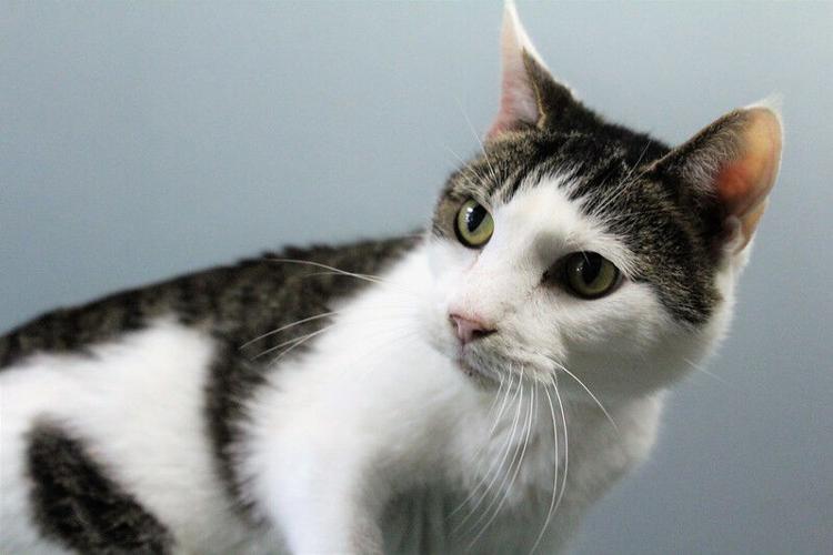 Reilly, cat from Kentucky Humane Society.jpg