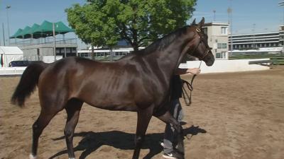 What Bettors look for