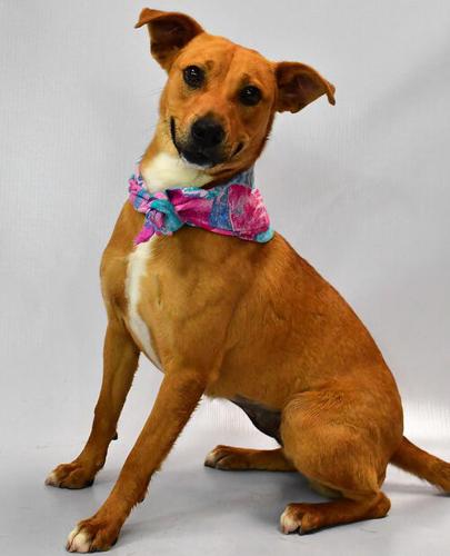 London, dog from Kentucky Humane Society.jpg