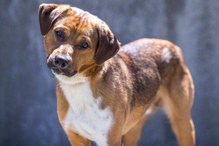 Rocket, dog from Kentucky Humane Society.jpg