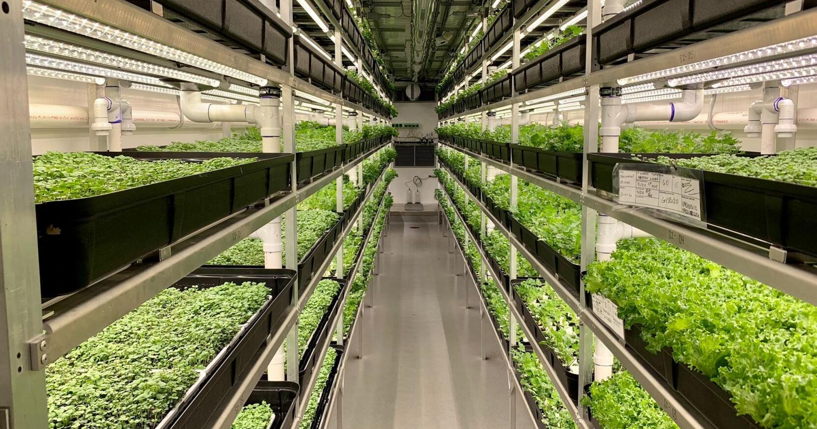 Urban farming startup Square Roots abruptly shutters Shepherdsville, Ky. facility - Vimarsana News