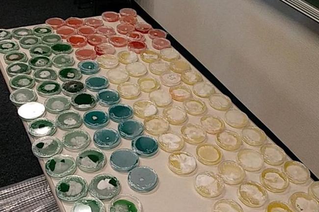 ISP - MAGIC MUSHROOM ARREST - 8-28-19.jpg