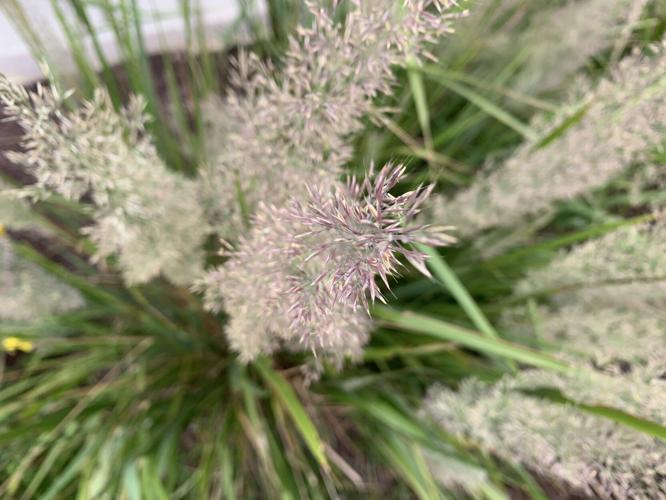 Kaleidoscope Family Festival (21).JPG