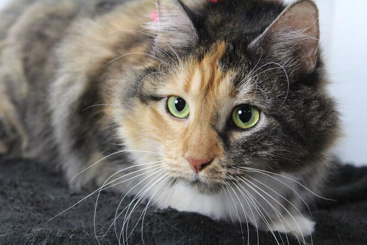 Pixel, cat from Kentucky Humane Society.jpg