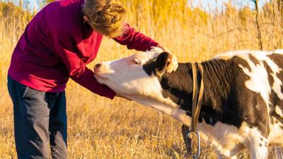 cow hug 10-17-20 fox.jpg