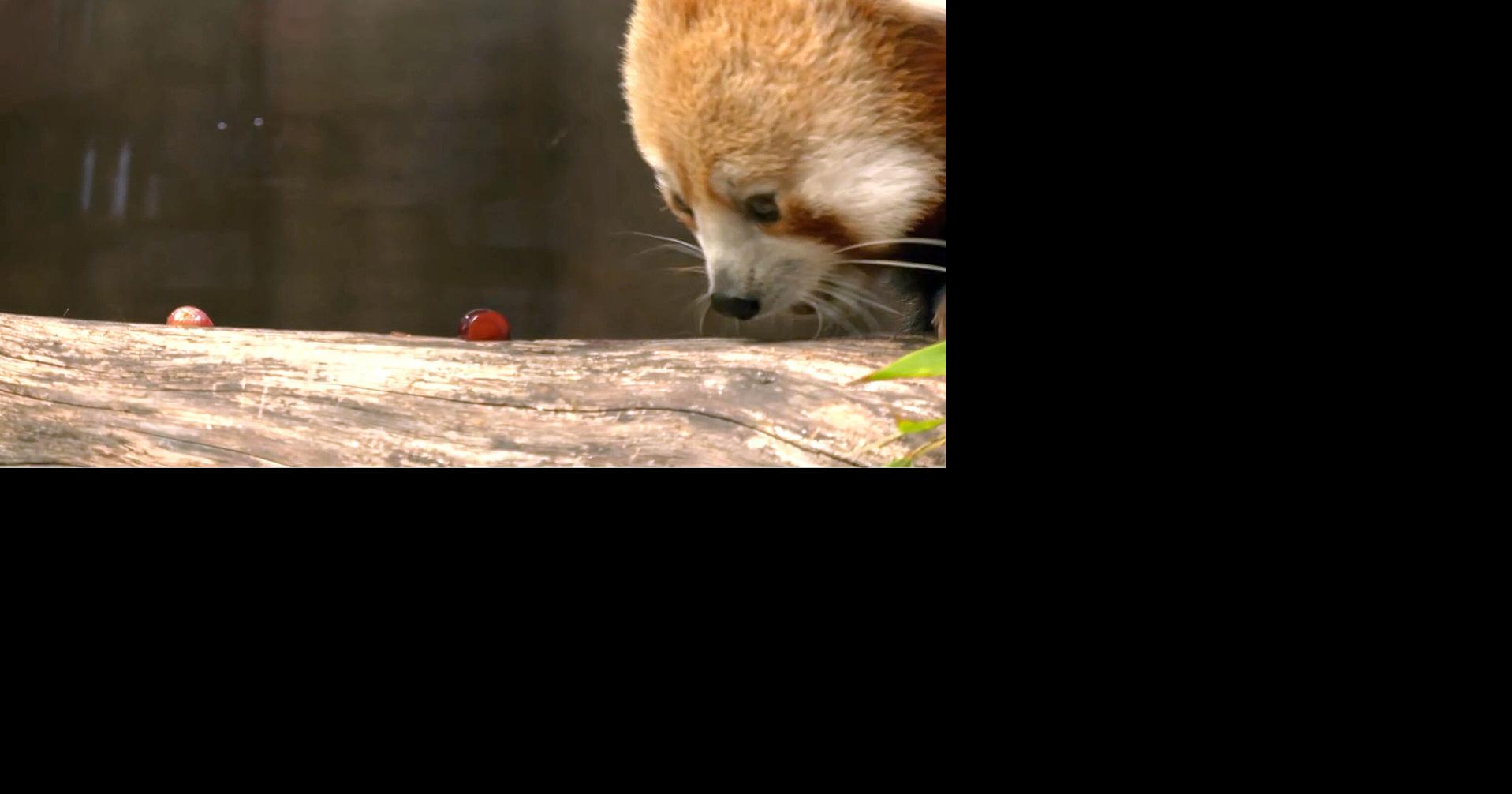 A red panda was unveiled as the Louisville Zoo's newest animal on May