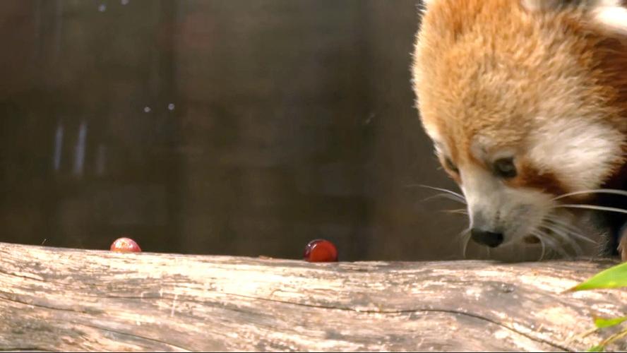 A red panda was unveiled as the Louisville Zoo's newest animal on May 16, 2023.