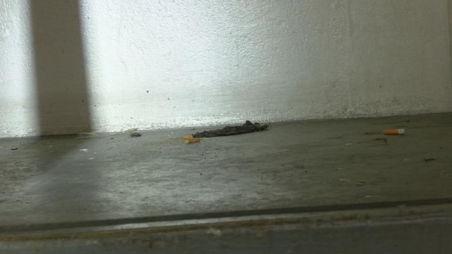 Feces at Dosker Manor