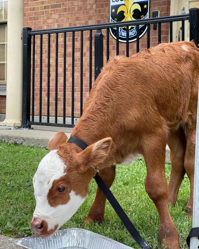 Cow at LMPD headquarters.jpg