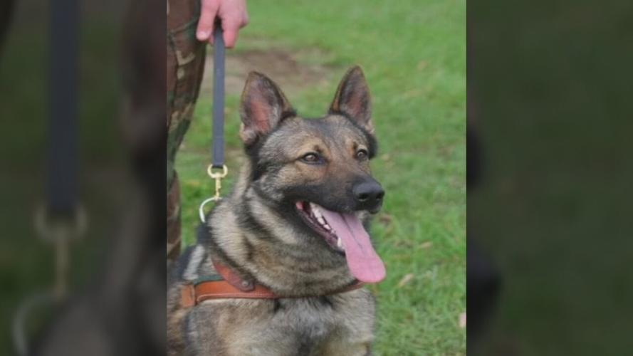 Awi, a former K-9 officer with the Charlestown Police Department