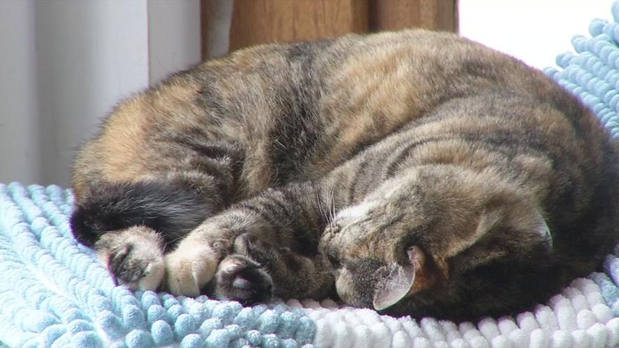 raw CAT CAFE MOTHER'S DAY sleeping cat 5-12-19.jpg