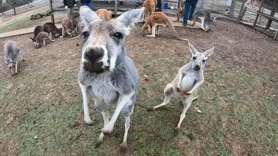 KENTUCKY DOWN UNDER.jpg