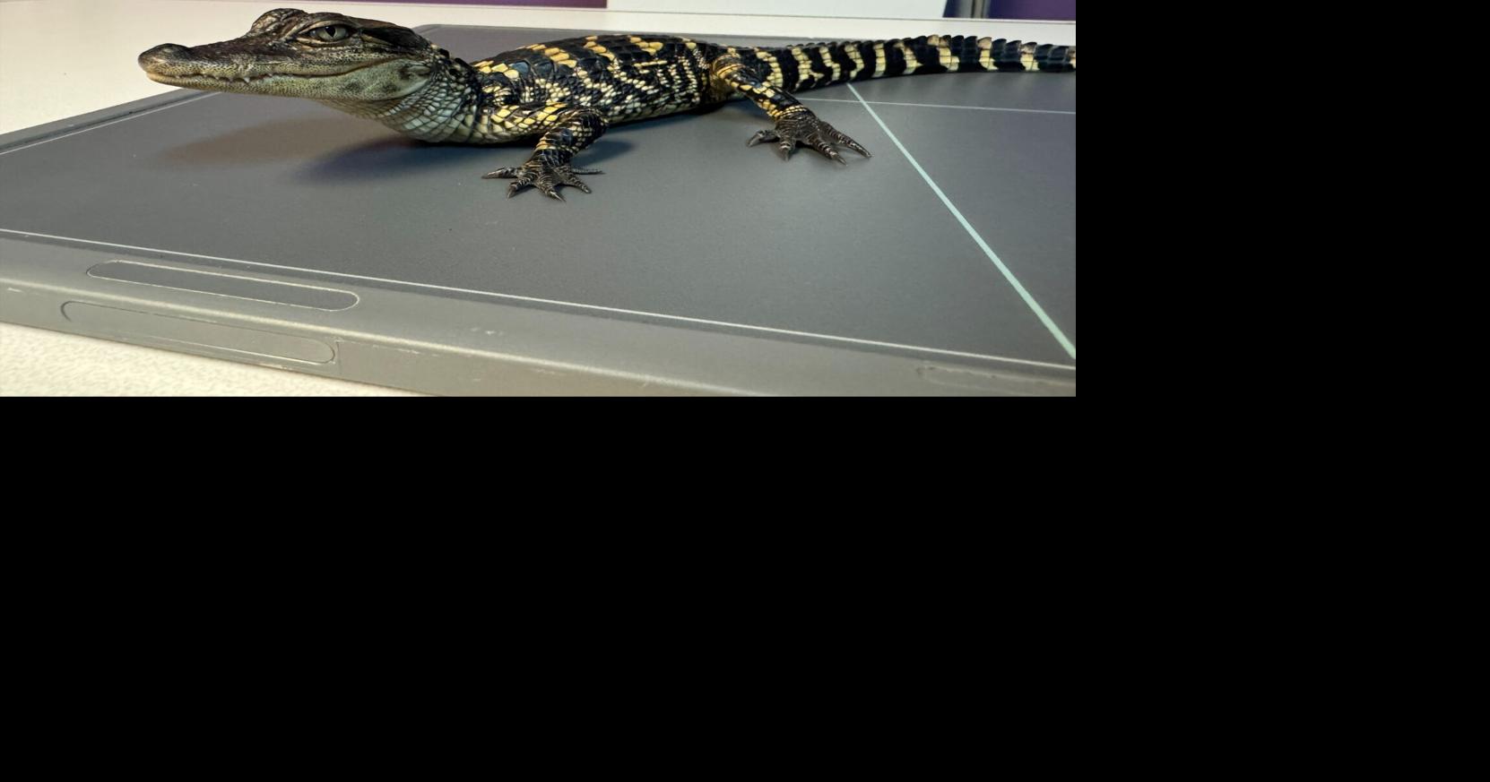 Alligator found inside Indiana apartment now recovering at local sanctuary