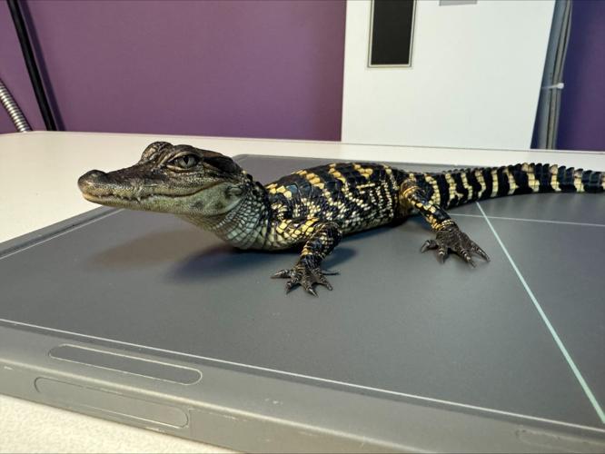 Gator found in Indiana