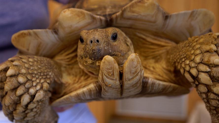 Turtle Yoga at Second Chances Wildlife Center
