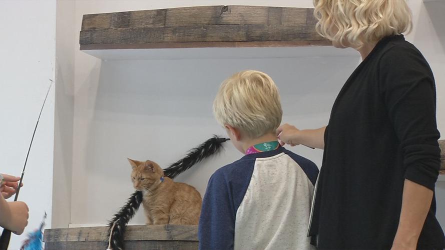 raw CAT CAFE MOTHER'S DAY TOY 5-12-19.jpg