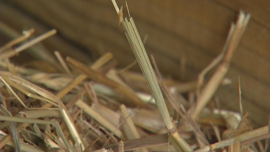 Hay closeup.jpeg