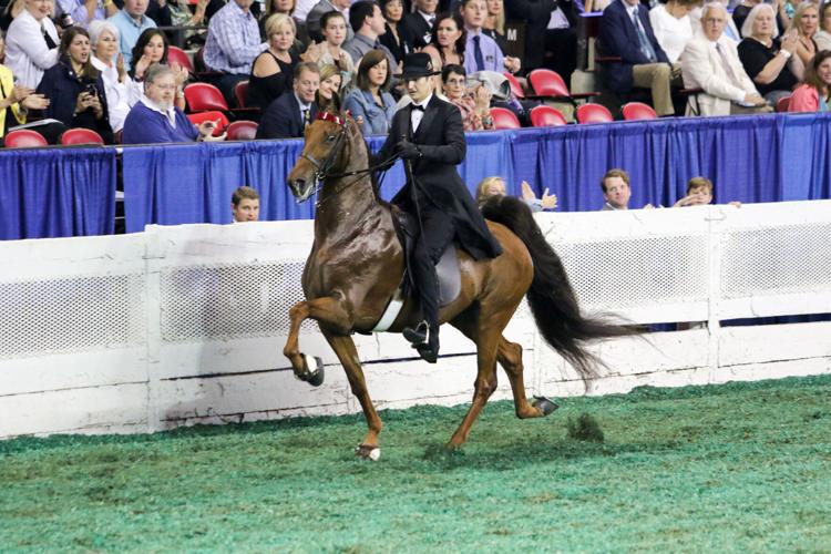 WORLD CHAMPIONSHIP HORSE SHOW 2018 - FREEDOM HALL  (6).jpg